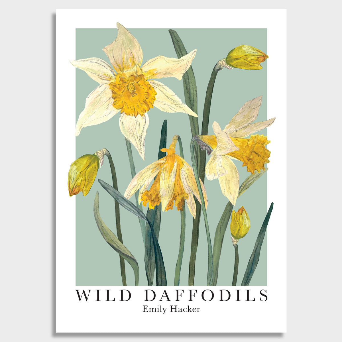 A botanical art print titled 'WILD DAFFODILS' by Emily Hacker, featuring watercolor-style illustrations of yellow and cream daffodils with green stems on a pale sage background, presented on a white poster sheet against a light gray backdrop.