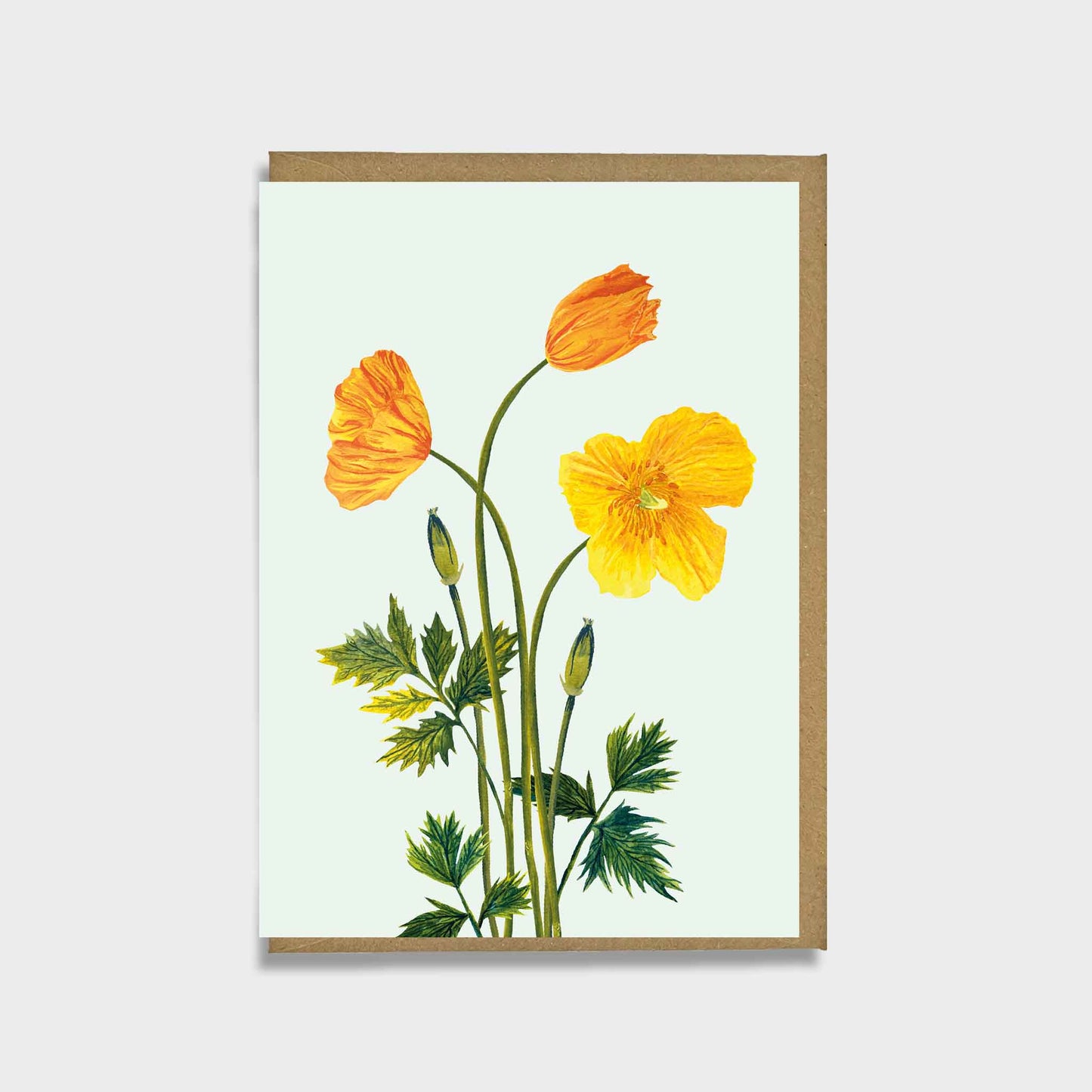 A summery Welsh poppy greeting card featuring hand painted illustrations of the British native wild flower